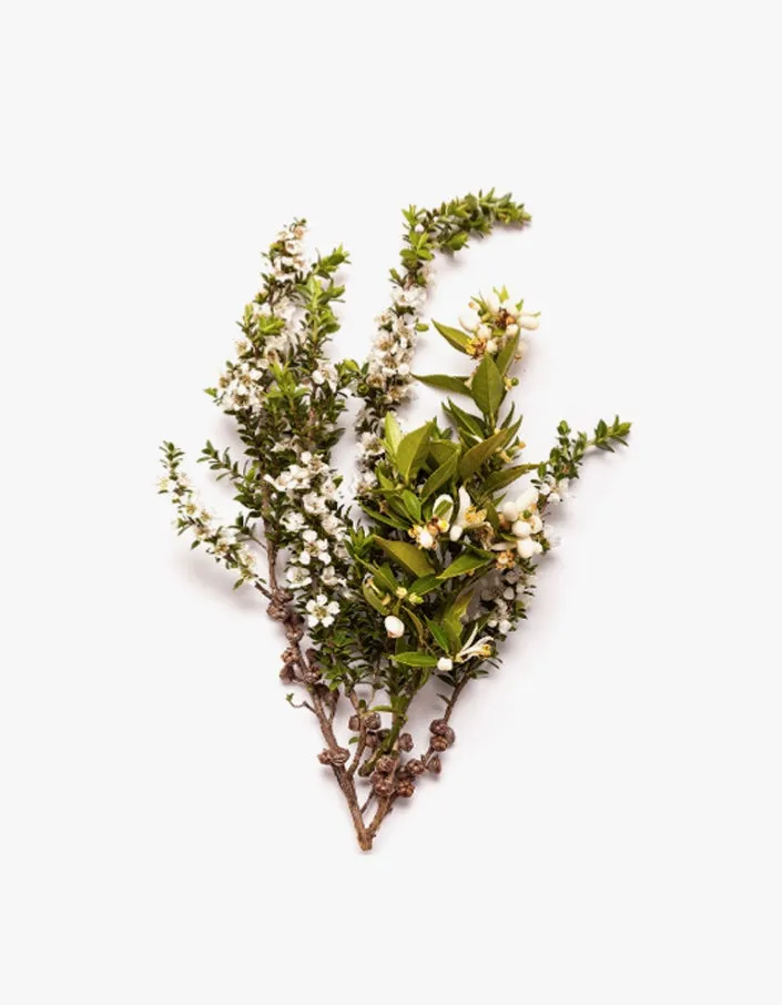 Bench Spray Lemon Tea Tree & Mandarin