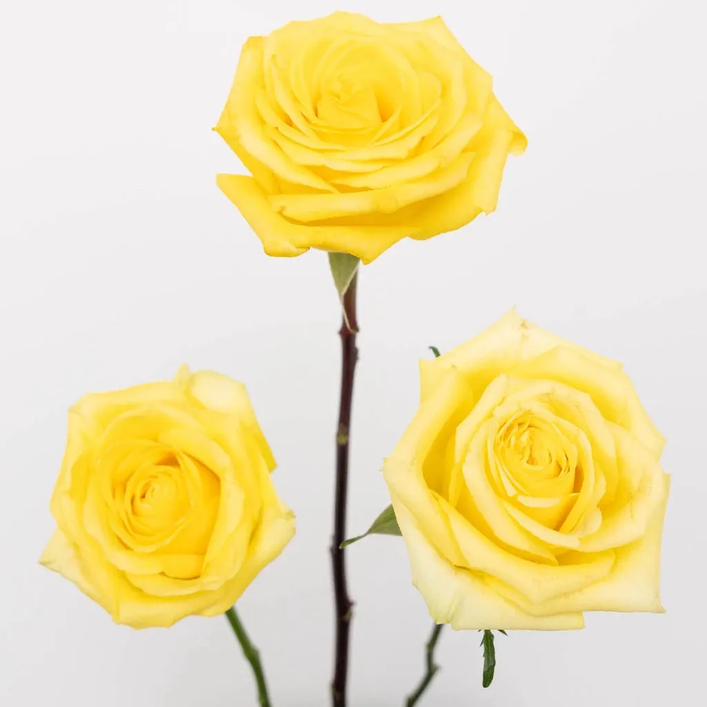 Bright Sun Yellow Fresh Cut Roses