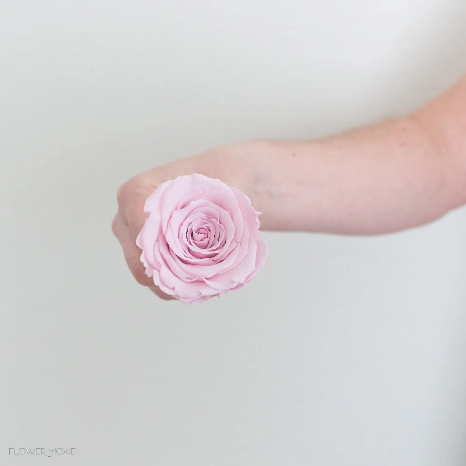 Light Pink Preserved Roses